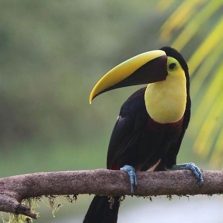 La Esmeralda Villa Orotina Luaran gambar